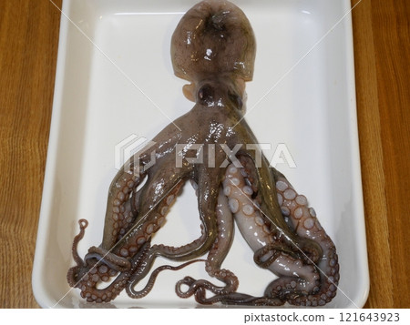 Octopus was caught Octopus was caught 121643923