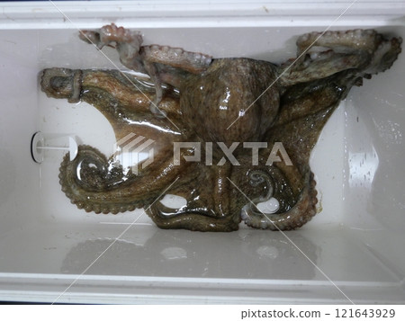 Octopus fishing Octopus fishing 121643929
