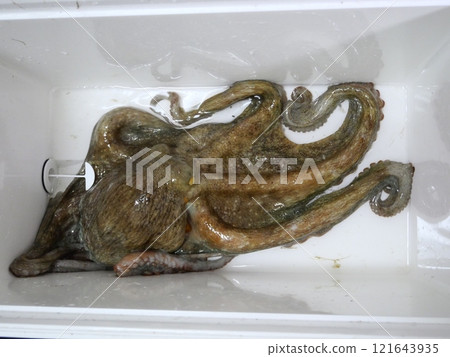 Octopus fishing Octopus fishing 121643935