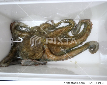 Octopus fishing Octopus fishing 121643936