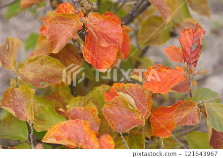 Autumn leaves of Manzaku Autumn leaves of Manzaku 121643967