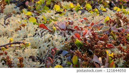 Arctic Tundra lichen moss close-up. Found primarily in areas of Arctic Tundra, alpine tundra, it is extremely cold-hardy. Cladonia rangiferina, also known as reindeer cup lichen. Arctic Tundra lichen moss close-up. Found primarily in areas of Arctic Tundra, alpine tundra, it is extremely cold-hardy. Cladonia rangiferina, also known as reindeer cup lichen. 121644050