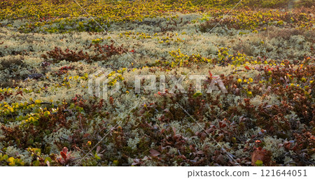 Arctic Tundra lichen moss close-up. Found primarily in areas of Arctic Tundra, alpine tundra, it is extremely cold-hardy. Cladonia rangiferina, also known as reindeer cup lichen. 121644051