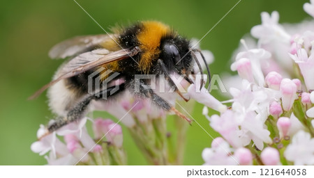 Bumblebee collects flower nectar at sunny day. Bumblebee collects flower nectar at sunny day. 121644058