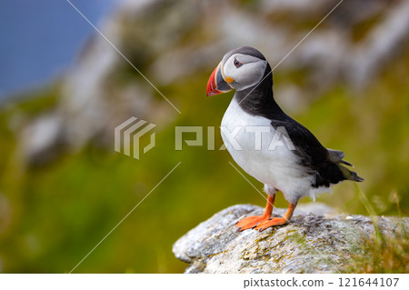 Atlantic puffin (Fratercula arctica), on the rock on the island of Runde (Norway). 121644107