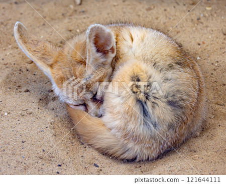 Fennec fox sleeps on the sand. Fennec fox sleeps on the sand. 121644111