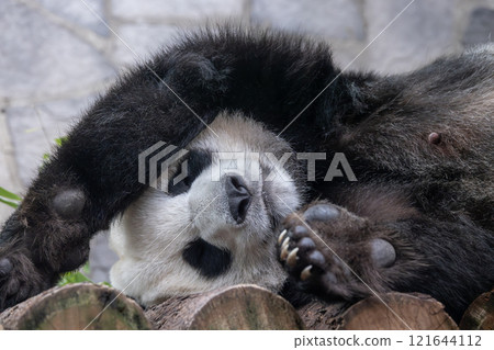 Giant panda is sleeping (Ailuropoda melanoleuca) also known as the panda bear or simply the panda, is a bear native to south central China. 121644112