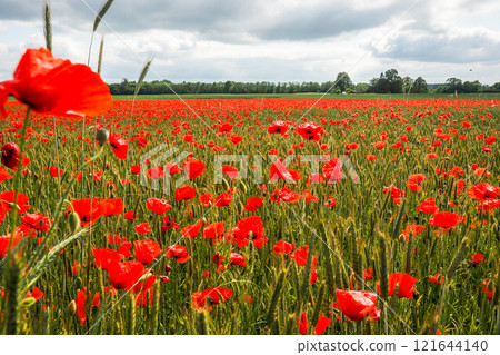 Very beautiful red flowering large poppy field, selective focus Very beautiful red flowering large poppy field, selective focus 121644140