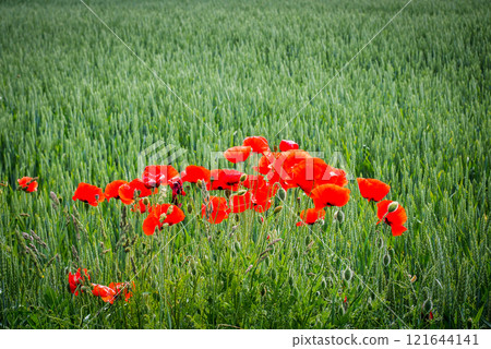 Very beautiful red flowering large poppy field, selective focus 121644141