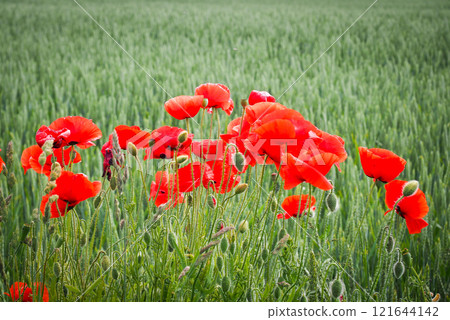 Very beautiful red flowering large poppy field, selective focus Very beautiful red flowering large poppy field, selective focus 121644142