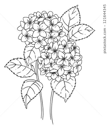 flower, hydrangea, vector 121644345