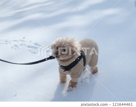 Dog and snow Dog and snow 121644461