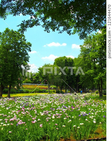 初夏鳶尾花盛開的水元公園景觀 初夏鳶尾花盛開的水元公園景觀 121644470