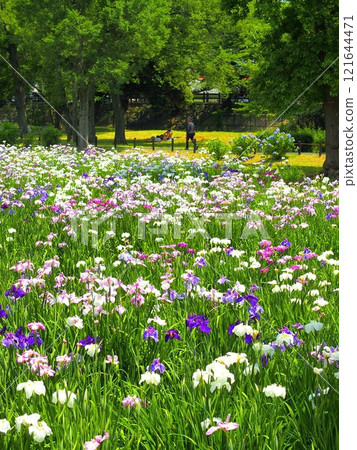 初夏鳶尾花盛開的水元公園景觀 121644471