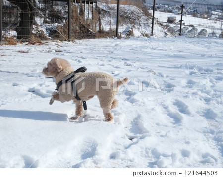 雪和狗 121644503
