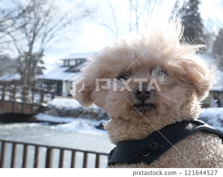 Snow and dog 121644527