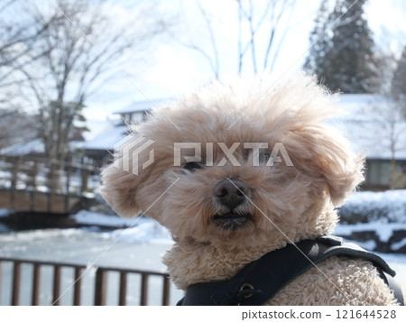Snow and dog 121644528