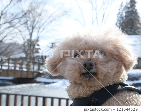 Snow and dog 121644529