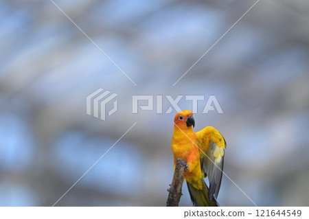 Close-up of a Sun Conure in flight 121644549