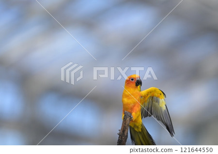 飛行的太陽鸚鵡的特寫鏡頭 121644550