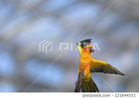 飛行的太陽鸚鵡的特寫鏡頭 121644551