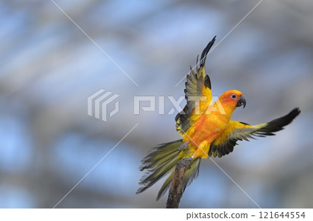 Close-up of a Sun Conure in flight Close-up of a Sun Conure in flight 121644554