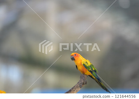 Close-up of a Sun Conure in flight 121644556