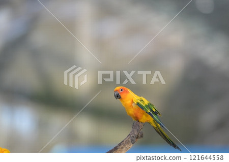Close-up of a Sun Conure in flight Close-up of a Sun Conure in flight 121644558
