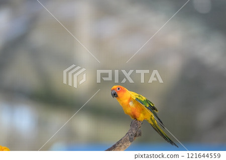 Close-up of a Sun Conure in flight 121644559