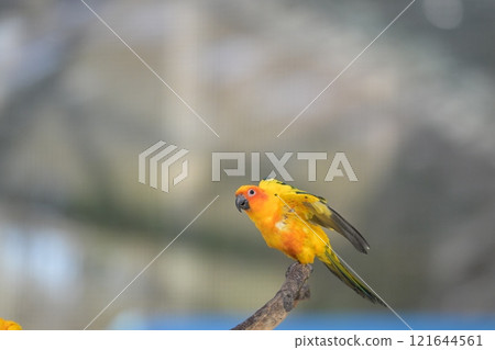 Close-up of a Sun Conure in flight 121644561