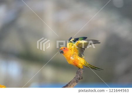 Close-up of a Sun Conure in flight 121644563