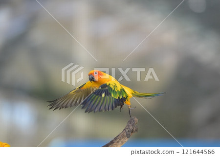 Close-up of a Sun Conure in flight 121644566