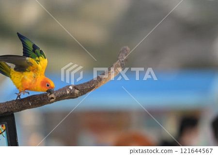 飛行的太陽鸚鵡的特寫鏡頭 121644567