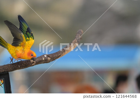 Close-up of a Sun Conure in flight 121644568