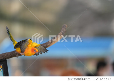 Close-up of a Sun Conure in flight 121644572