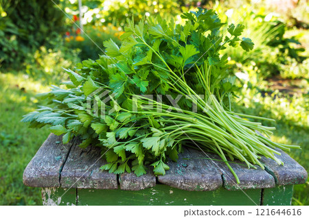 Bunch of Fresh Parsley on Wooden Stool in Garden. Bunch of Fresh Parsley on Wooden Stool in Garden. 121644616