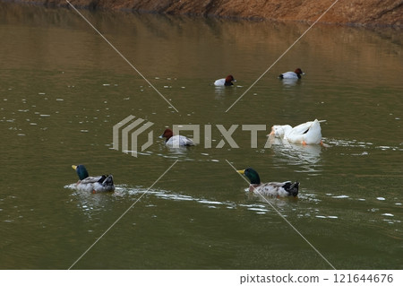 Geese, ducks and pochards swimming together 121644676