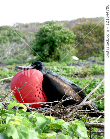 Gunkotori Gunkotori 121644706