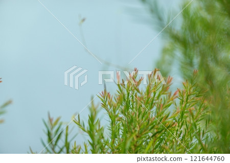Melaleuca bracteata macro leaves small world Melaleuca bracteata macro leaves small world 121644760
