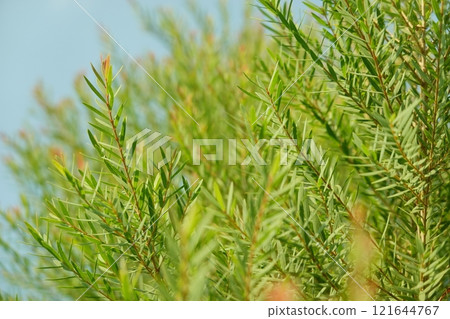 Melaleuca bracteata macro leaves small world Melaleuca bracteata macro leaves small world 121644767