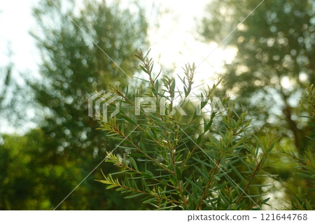 Melaleuca bracteata macro leaves small world Melaleuca bracteata macro leaves small world 121644768
