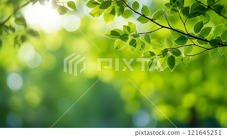 Beautiful seasonal background material with fresh green leaves 02 121645251