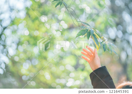 Woman's hand reaching for a leaf 121645391