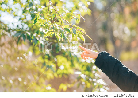 Woman's hand pointing at a leaf 121645392