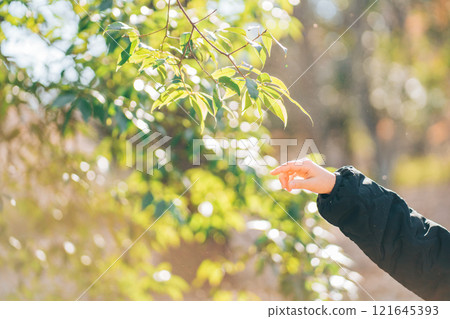 一個女人的手伸向一片葉子 121645393