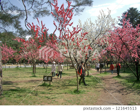 Peach grove at the Kyoto Imperial Palace in Kyoto Gyoen 121645513