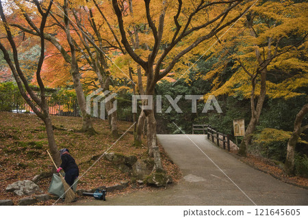姊姊3在西松院高德庵清理秋葉和落葉 121645605