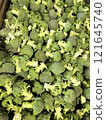 Lots of broccoli 121645740