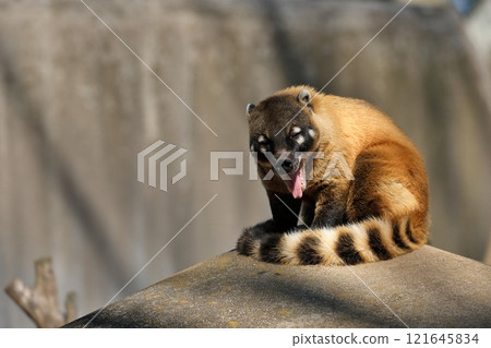 紅色浣熊坐著打呵欠 121645834