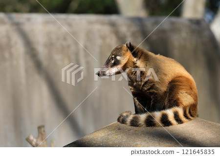 側身坐著的紅浣熊 121645835